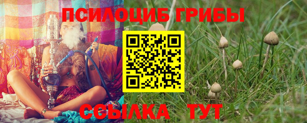 Псилоцибиновые грибы Psilocybe Нурлат